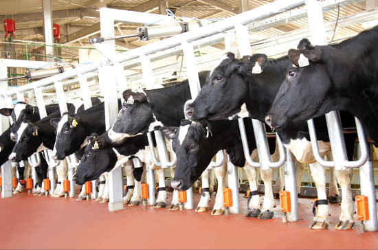 Trang trại bò hiện đại quyết định chất lượng sữa tươi sạch