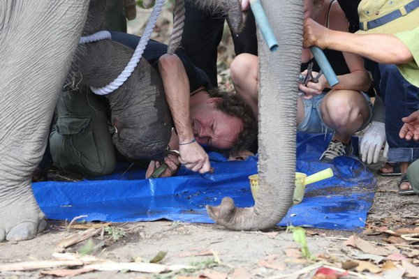 Các chuyên gia đang tiến hành gây mê cứu hộ chú voi hoang dã 