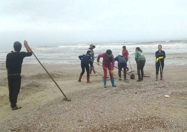 Người dân địa phương dọn dẹp sò ốc chết, bảo đảm vệ sinh môi trường bờ biển 