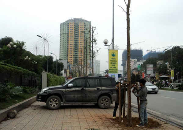 Công nhân công ty Công viên cây xanh HN đang trồng cây Vàng Tâm trên đường Nguyễn Chí Thanh. Ảnh chụp hồi 16h30 ngày 15/3.