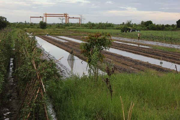 Đất dự án nhà máy đóng tàu Vinasin chuyển giao lại cho Vinaline trong Khu công nghiệp Sông Hậu bỏ hoang nông dân “tái chiếm” trồng rau màu.
