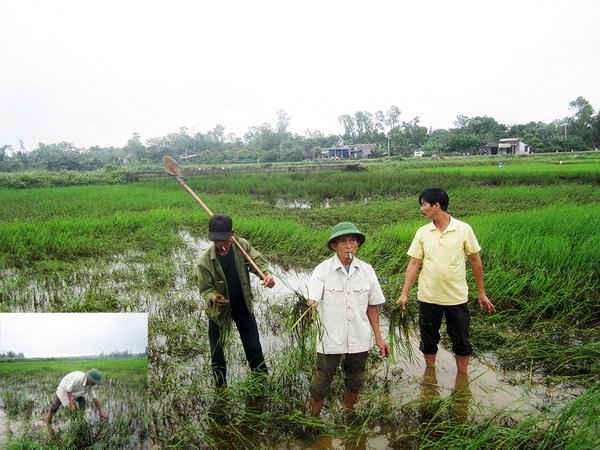 Ông Nguyễn Như Nậy (thôn An Du Nam 1, xã Vĩnh Tân) cùng một số nông dân bị thiệt hại bên mảnh ruộng của mình.