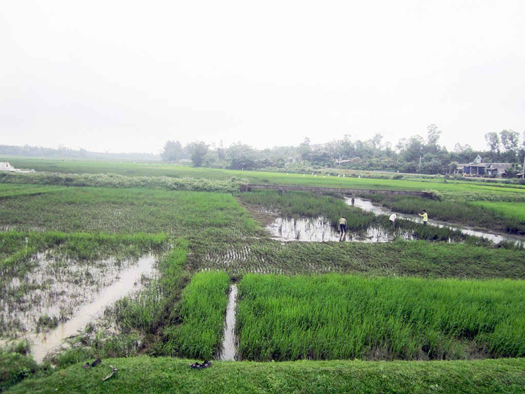 Diện tích lúa bị thiệt hại, ảnh hưởng ở xã Vĩnh Tân và Vĩnh Thành lên tới khoảng 7 ha.