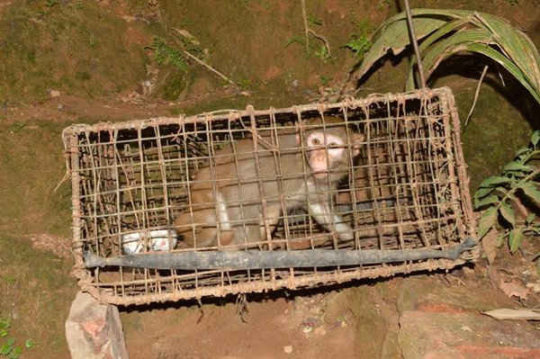 Con khỉ vàng vừa mới được thả về rừng Sơn Trà