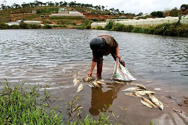 Nước xả thải của Cty gây ô nhiễm môi trường - Ảnh: Báo Lâm Đồng 