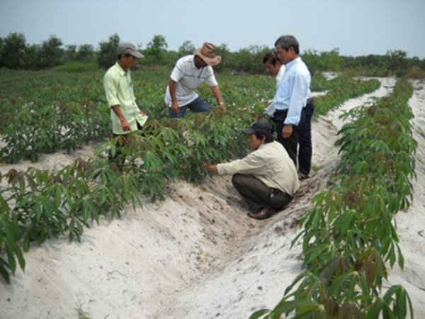 Phát triển các loại cây trồng chịu hạn trên đất cát  để ứng phó với BĐKH