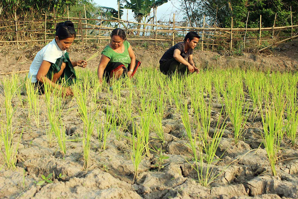 Hạn hán khiến nhiều diện tích lúa ở huyện Hướng Hóa thiếu nước