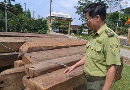 Số gỗ kiền kiền được phát hiện trong rừng đặc dụng. Ảnh: TT 