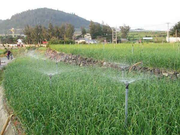 Hệ thống tưới phun mưa giúp tiết kiệm tài nguyên nước