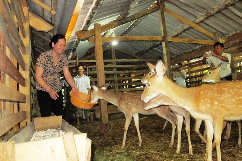 Nhiều hộ dân ở huyện Hương Sơn(Hà Tĩnh) thoát nghèo nhờ nuôi hươu