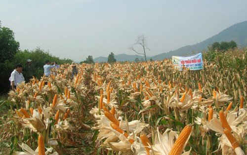 Ngô là loại cây trồng biến đổi gen được Việt Nam cho phép trồng đại trà.