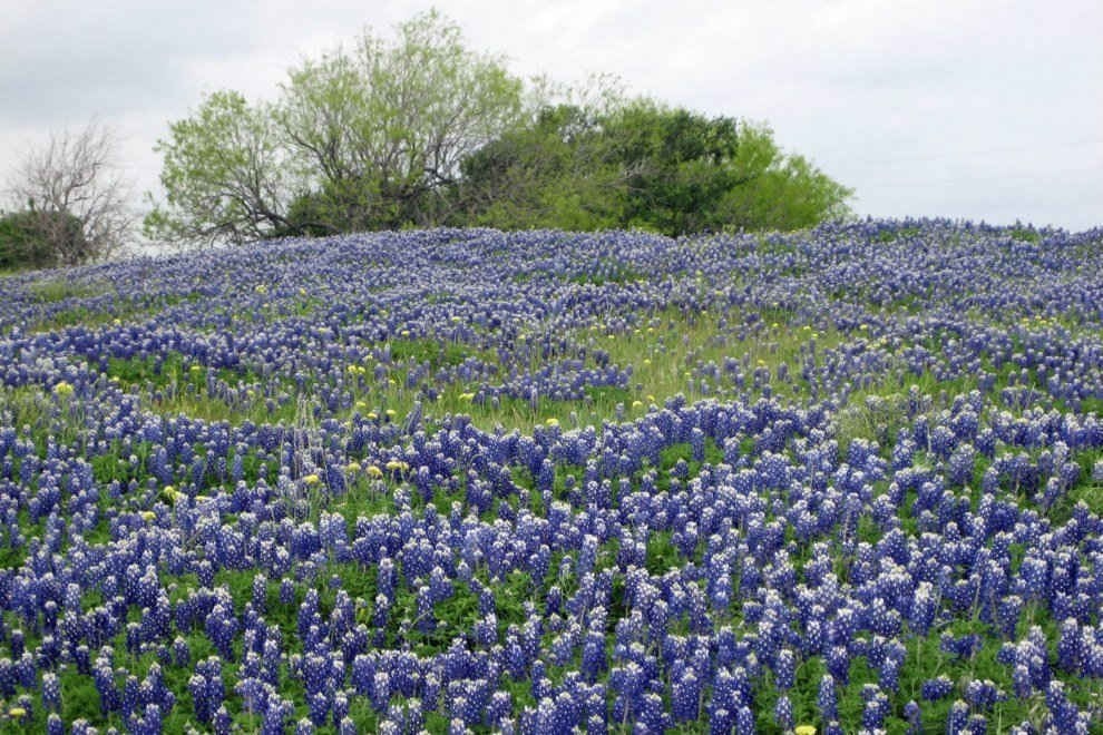 Hoa bluebonnets ở trung tâm Texas, Mỹ