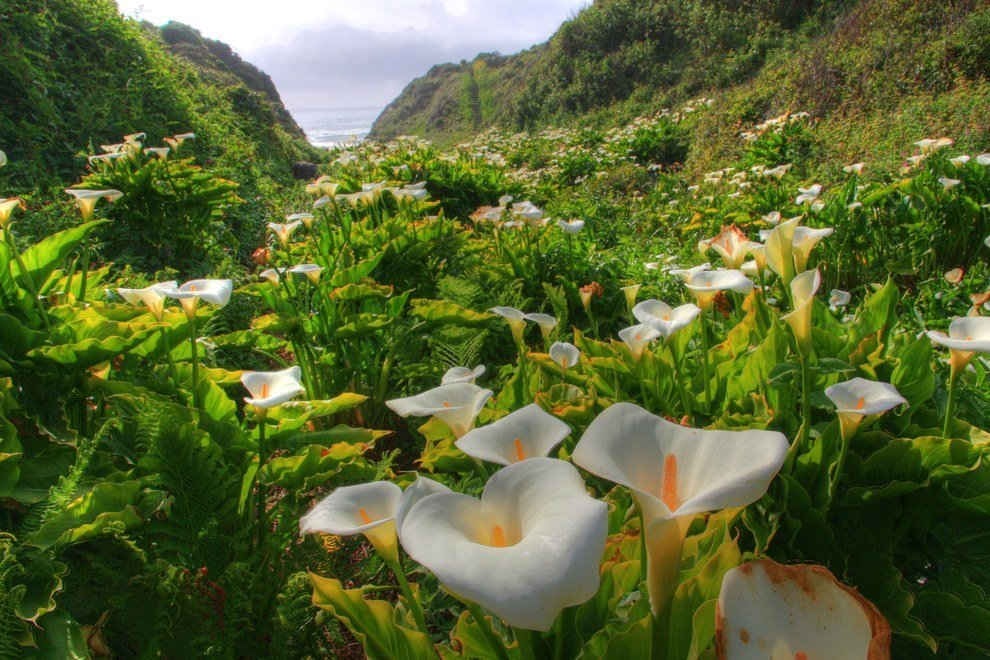 Hoa lan ý mọc bạt ngàn ở công viên tiểu bang Garrapata gần Big Sur, California, Mỹ