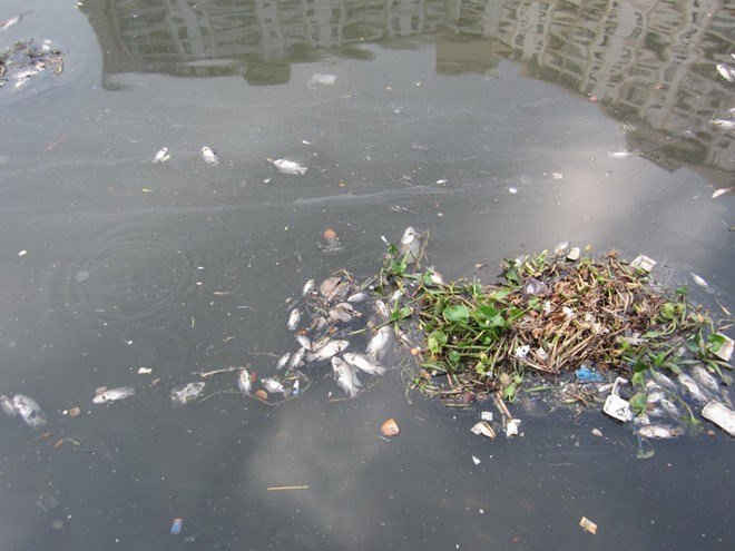 Hàng ngàn con cá chết nổi lềnh bềnh trên mặt nước kênh Nhiêu Lộc - Thị Nghè