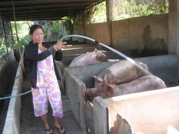 Cơ sở nuôi heo dù xịt nước hàng ngày nhưng vẫn không thể  hết mùi hôi thối - ảnh: Tạ Chí Quảng. 