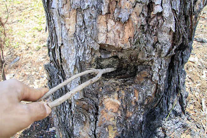 Những cây thông bị đầu độc không còn khả năng phục hồi tại tiểu khu 114A