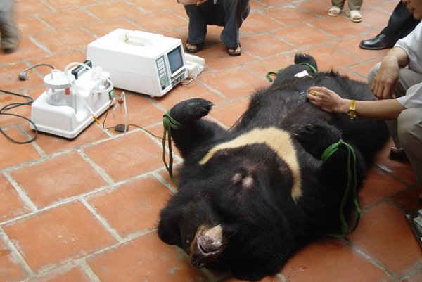 Việt Nam đang hướng đến việc xóa bỏ những hình ảnh đau đớn của các chú gấu khi bị hút mật