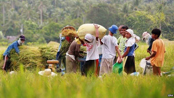 Những người nông dân hối hả thu hoạch lúa trước khi cơn bão càn quét