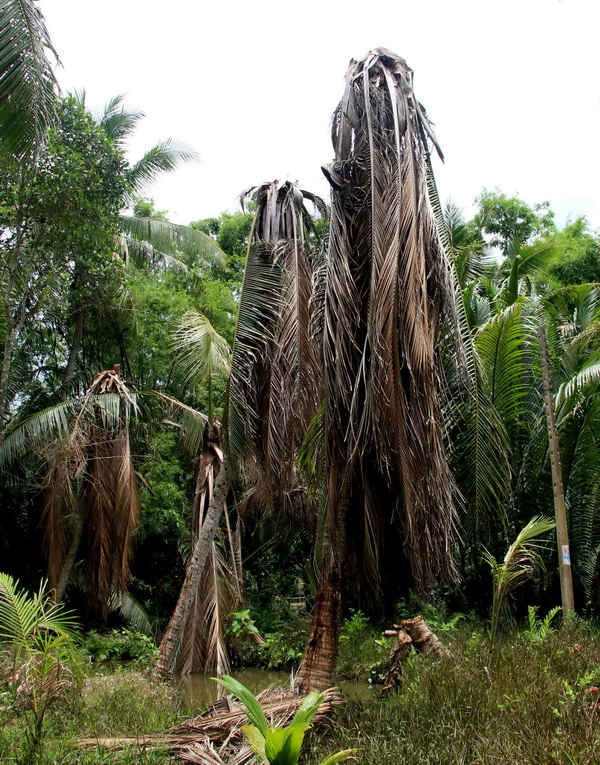 Hằng trăm cây dừa của người dân bị thuốc chết khô