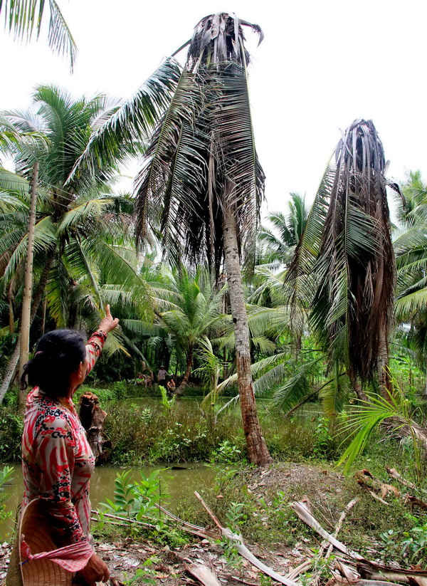 Chị Nguyễn Thị Vĩnh chỉ những cây dừa bị thuốc chết khô