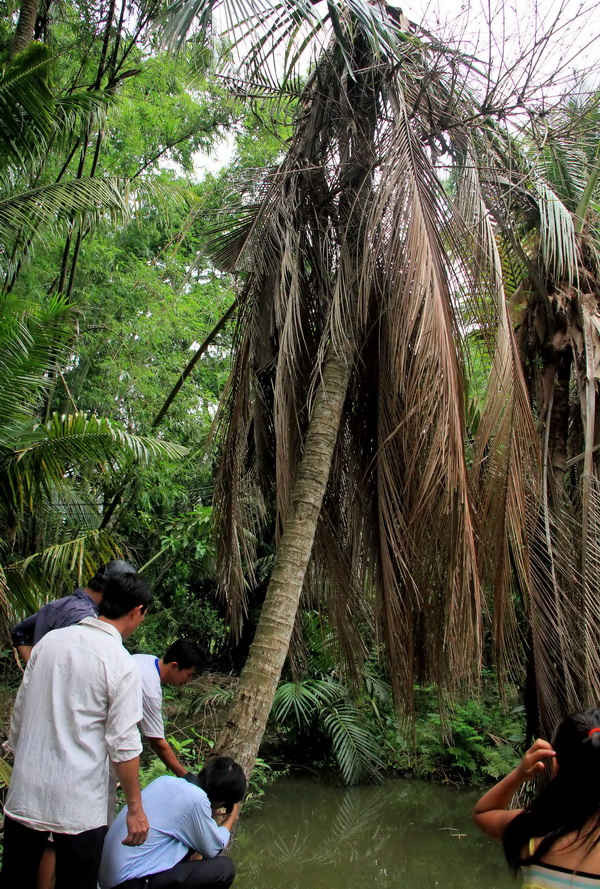 Nhiều người dân dẫn PV ra nơi những cây dừa bị thuốc chết