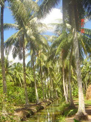 Ổn định sản xuất, nông dân Bến Tre tích cực đầu tư phát triển diện tích trồng dừa trên 65.000ha, tăng sản lượng lên trên 525 triệu trái/năm, kim ngạch xuất khẩu dừa đạt trên 70 triệu USD/năm.