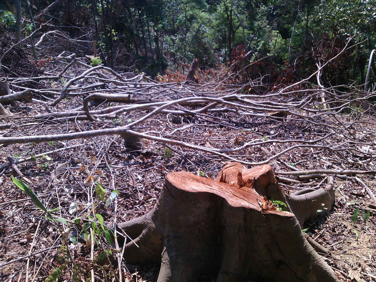 Nhiều cây Lim có đường kính 50 cm bị đốn hạ.