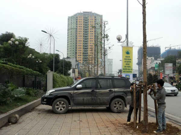 Với những cây đã trồng trên đường Nguyễn Chí Thanh, Chủ tịch UBND TP Hà Nội yêu cầu rà soát, trồng đúng theo quy hoạch 