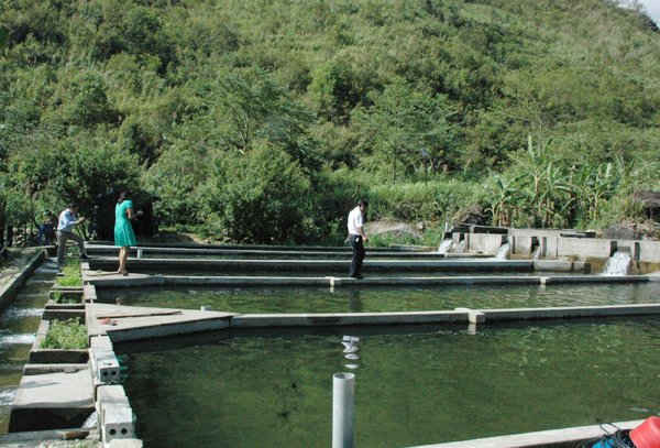 Người dân Sa Pa - Lào Cai phát triển nghề nuôi cá nước lạnh (cá Tầm, cá Hồi) là một trong những phương pháp phát triển kinh tế bền vững nhằm ứng phó với BĐKH 