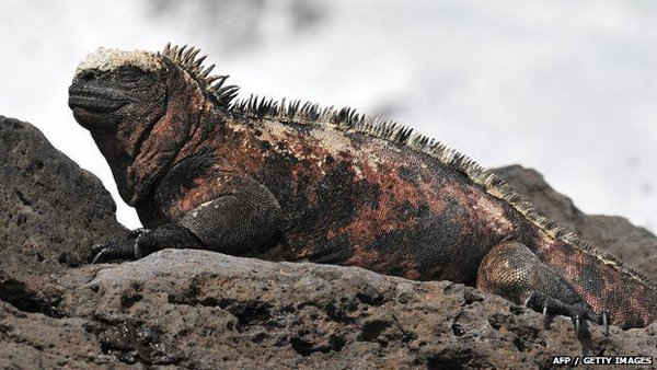  Galapagos là một điểm đến nổi tiếng cho du khách muốn khám phá hệ sinh thái độc đáo của quần đảo này