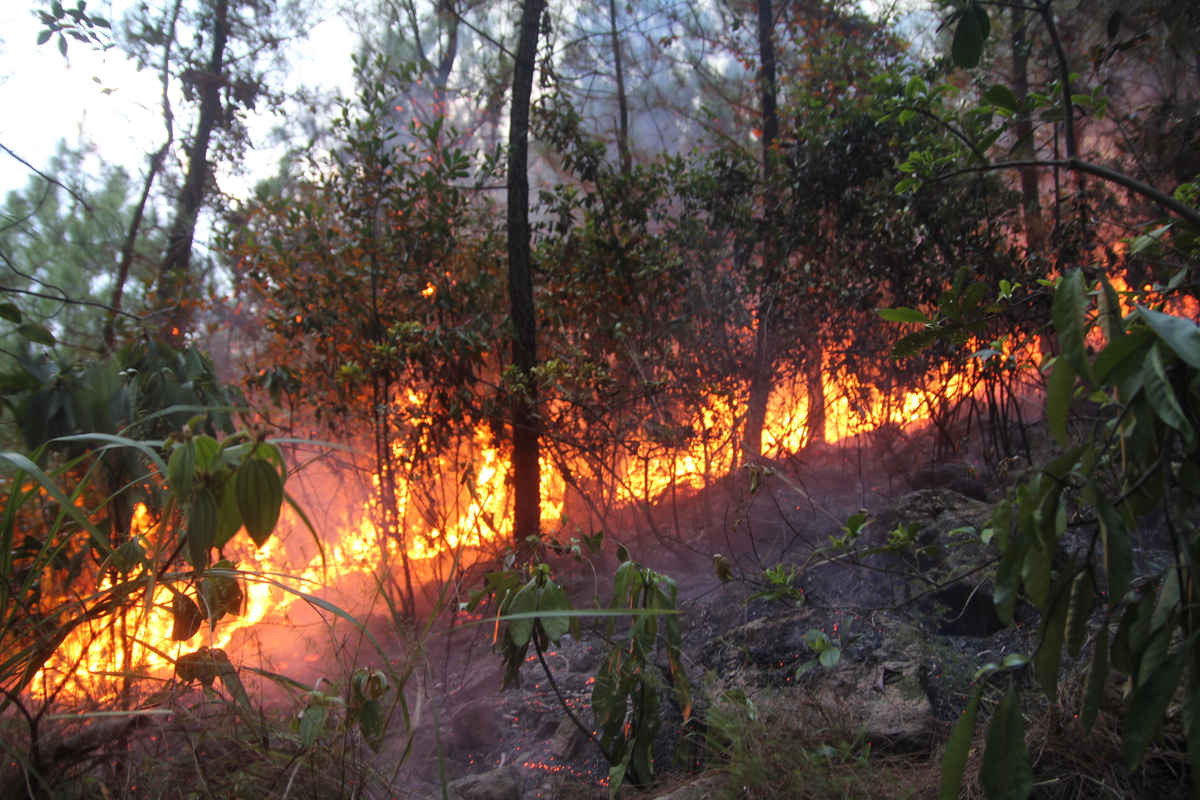 Đám cháy rừng thông vừa xẩy ra tại huyện Đô Lương