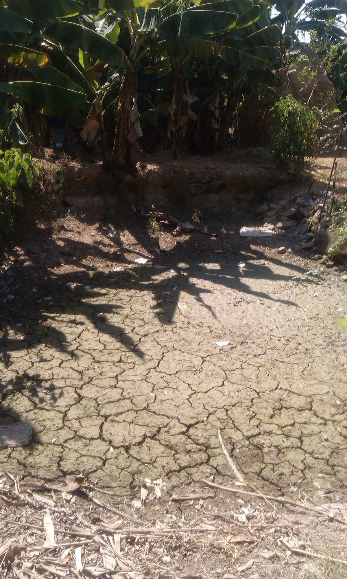 Ao của hộ gia đình Ông Nguyễn Văn Đức ở thôn Cương Thịnh cũng cạn khô.