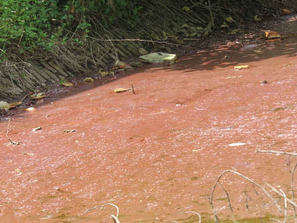 Nước thải nhà máy thép có mầu đỏ như gạch cua đặc sệt cả đoạn kênh, váng sắt tạo bè thành từng mảng long lanh như kim tuyến