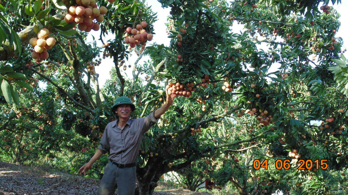 Lão nông Trần Văn Hanh bên những gốc vải thiều trĩu quả trong vườn nhà.