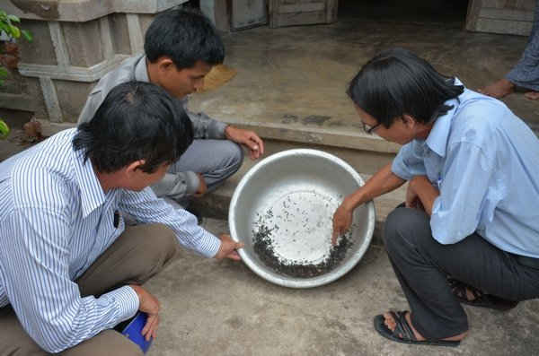 Cán bộ Trạm Bảo vệ thực vật và ngành nông nghiệp huyện Sông Hinh kiểm tra bọ cánh cứng tại nhà bà Dương Thị Quê.