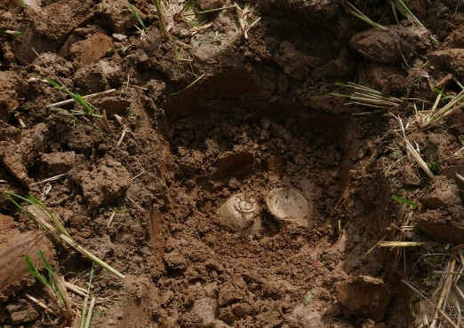 Những chiếc bát sành cổ được phát hiện trong lòng đất