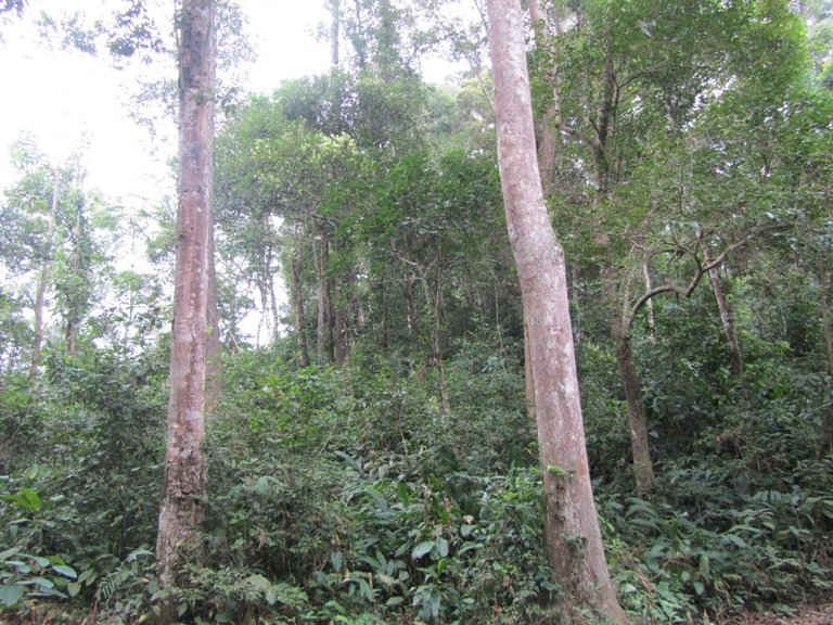 Sẽ rất lâu nữa Điện Biên mới có cánh rừng xanh tốt như thế này