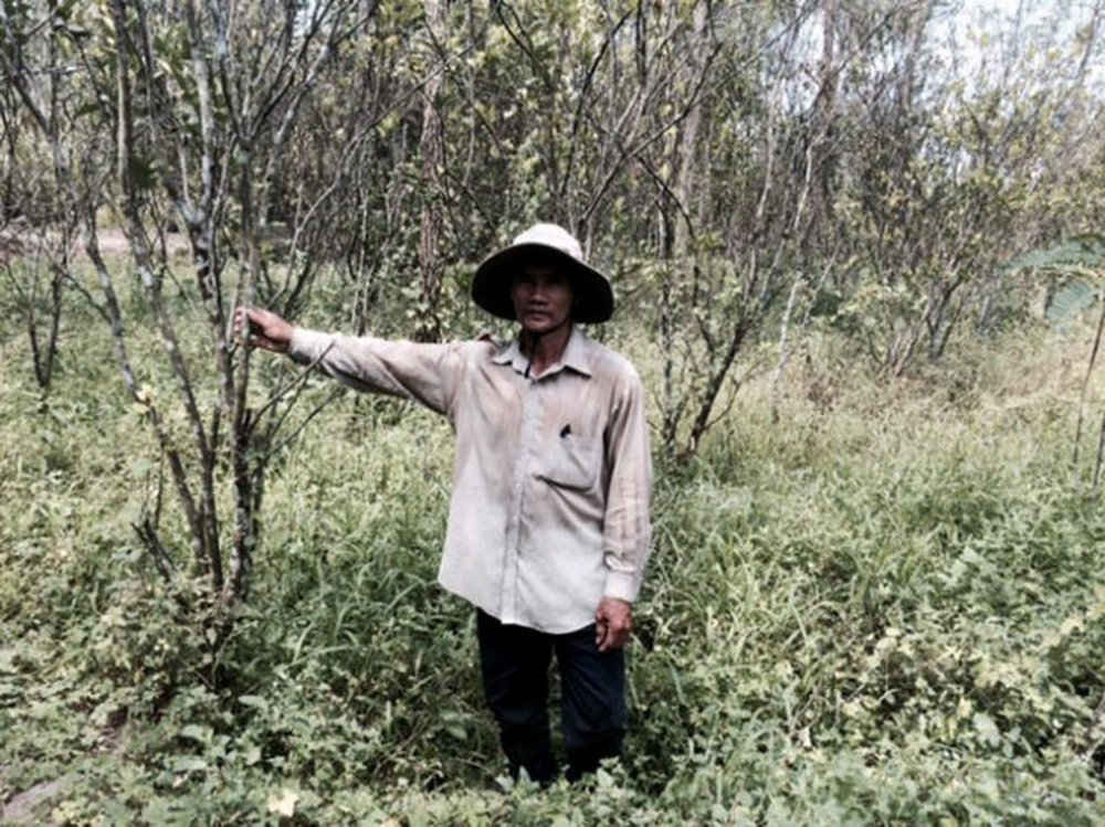 Vườn cam có mức thu nhập trên 100 triệu đồng/năm  của một hộ dân ở quận Ô Môn (TP.Cần Thơ) đang bỏ hoang trong vùng qui hoạch