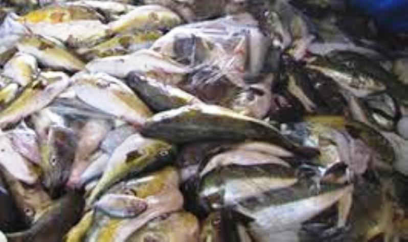 Cá nóc độc nếu sử dụng làm thực phẩm có thể đe dọa đến tính mạng con người