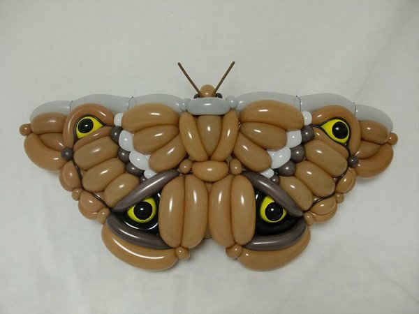 Một con bươm bướm có bốn mắt