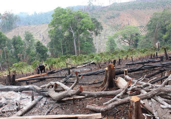 Hàng ngàn héc-ta rừng của Công ty Nâm Nung quản lý bảo vệ bị chặt phá, lấn chiếm