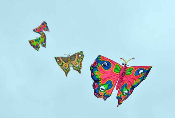 Những chiếc diều hình cánh bướm đặc sắc được trình diễm...