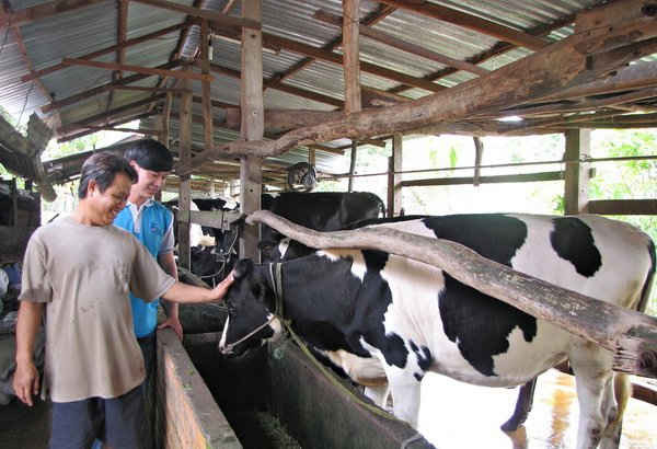 Một trại nuôi bò sữa được hỗ trợ từ Chương trình phát triển ngành sữa của FrieslandCampina Việt Nam