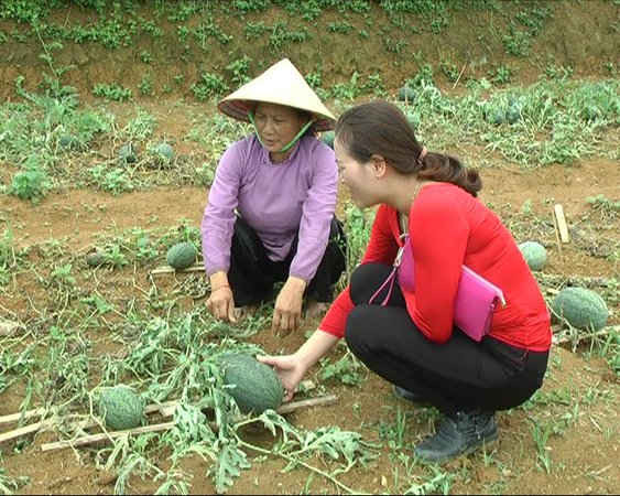  Hơn 3 ha dưa hấu sắp cho thu hoạch tại  xã Nậm Sài (Sa Pa) bị vùi lấp phải bỏ đi