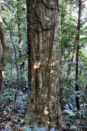 Dẻ tùng sọc rộng có đường kính ngang ngực tới 85cm. Đây là loài cây rất hiếm, được xếp ở mức đe dọa cao trong Danh lục đỏ của IUCN. (Nguồn: PanNature)