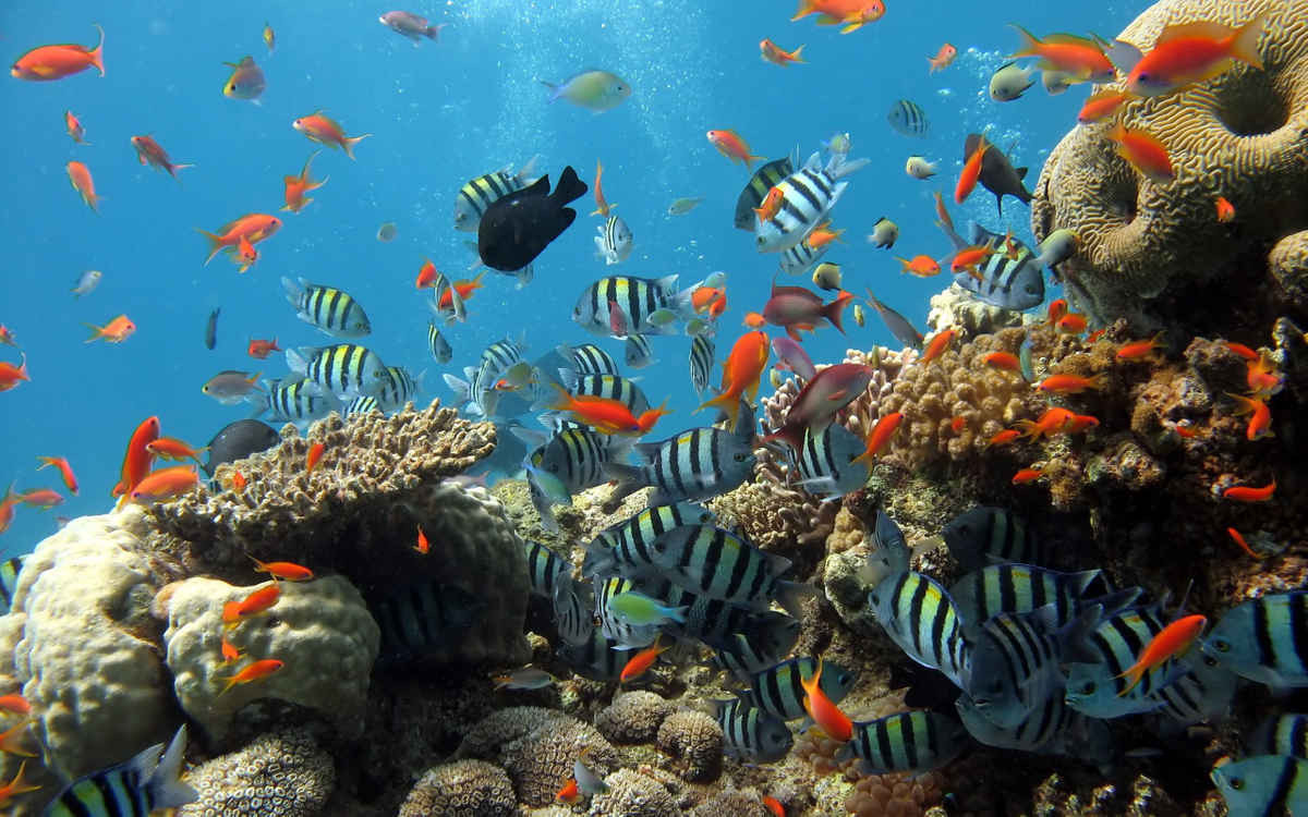 Mở rộng đảo nhân tạo trên biển đông đã phá hủy hàng ngàn hecta san hô và các hệ sinh thái biển. Ảnh: MH