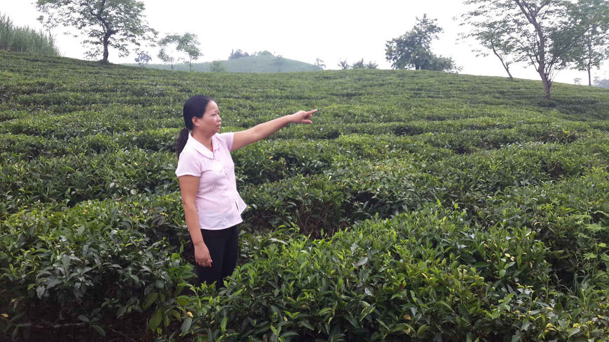 Bà Nguyễn Thị Lan chỉ về vườn chè xanh tốt đang bị Công ty CP chè Sông Lô đâm đơn khởi kiện ra Tòa án