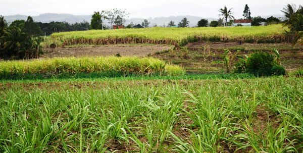 Những diện tích cao su chết, chậm phát triển bị “hô biến” thành đất trồng mía, trồng mì, trồng cỏ nuôi bò.