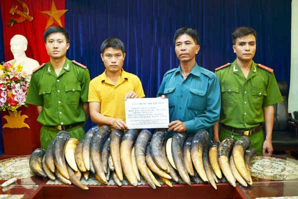 Hai đối tượng đứng giữa ảnh và tang vật ngà voi vận chuyển, buôn bán trái phép bị công an thành phố Lào Cai phát hiện,thu giữ ngày 13/8/2015. Ảnh cơ quan công an cung cấp.