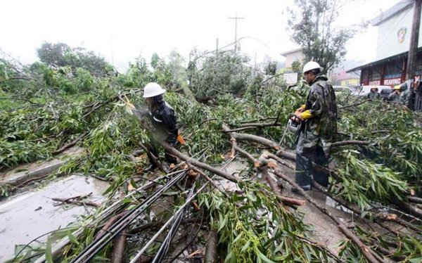 Các công nhân dọn dẹp hàng cây đổ trên đường sau khi bão Goni càn quét thành phố Baguio ở miền bắc Philippine ngày 21/8/2015. Ảnh: REUTERS / HARLEY PALANCHAO